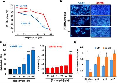 Rapamycin inhibits oral cancer cell growth by promoting oxidative stress and suppressing ERK1/2, NF-κB and beta-catenin pathways